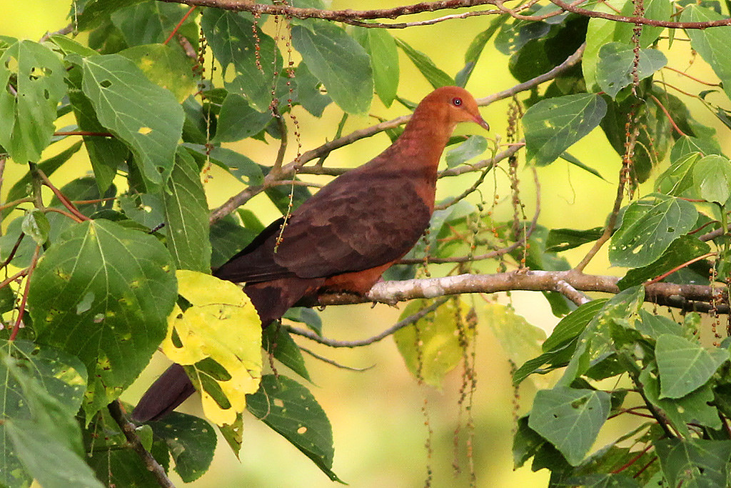 image Philippine Cuckoo-Dove